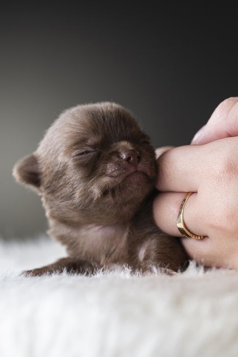 *CHANTI* Przepiękna maleńka sunia chihuahua