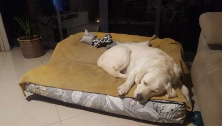 Vendo cama cão 100x120cm como nova - Ohficina