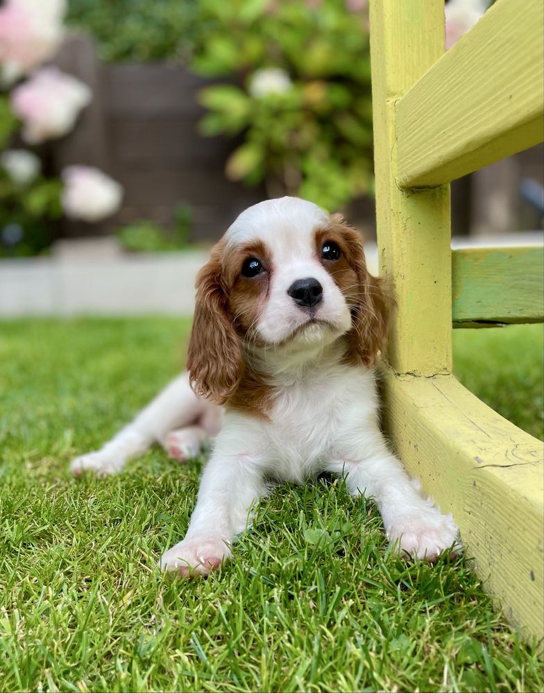Cavalier king charles spaniel/sunia