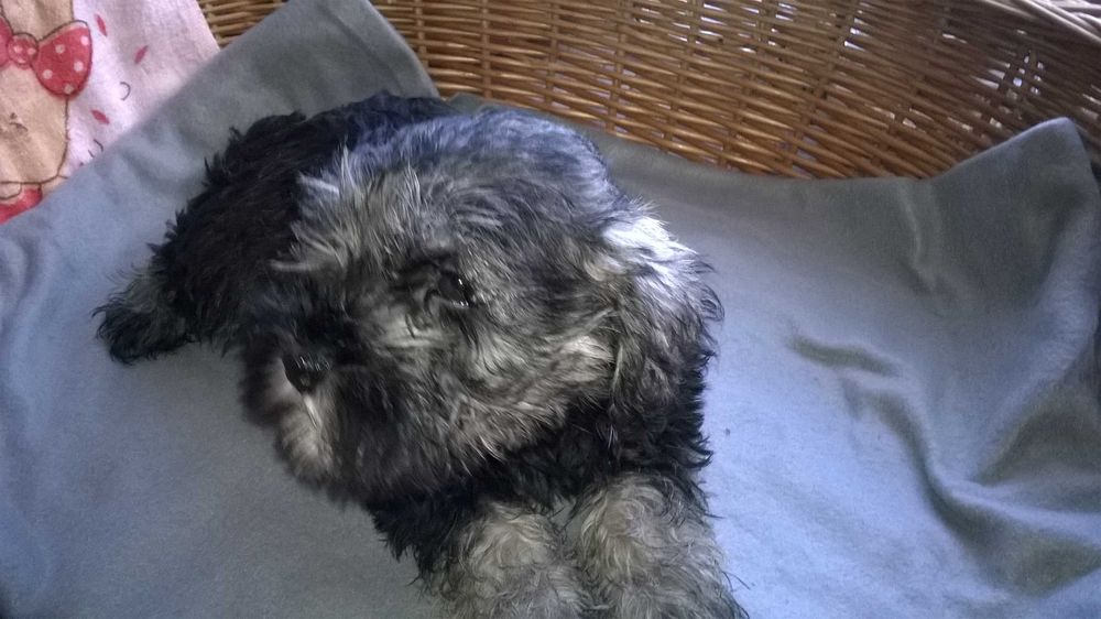 sznaucer miniaturowy - piesek