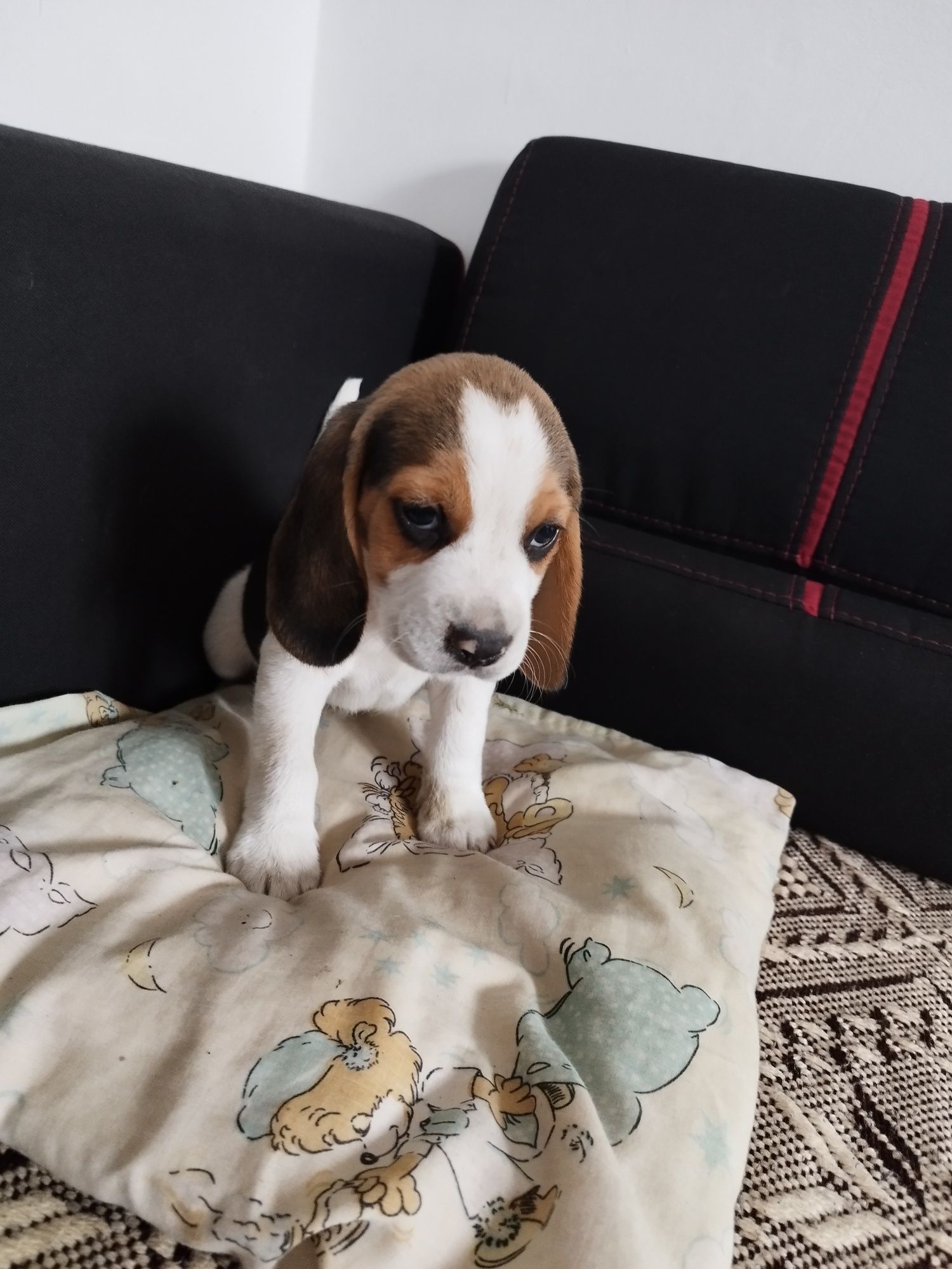 Rasowy szczeniak Beagle tricolor po rodzicach z profilem DNA