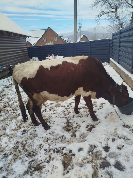 Продам молоду корову красулька