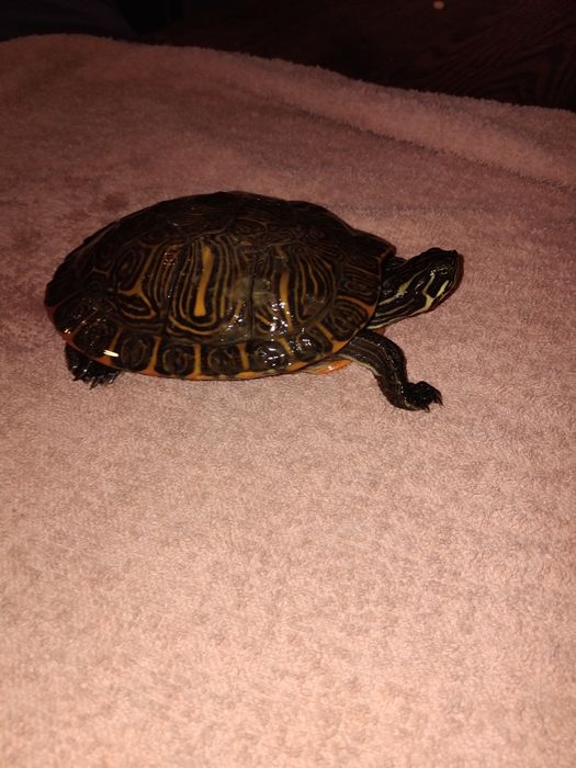 Zolw wodno ladowy chinski