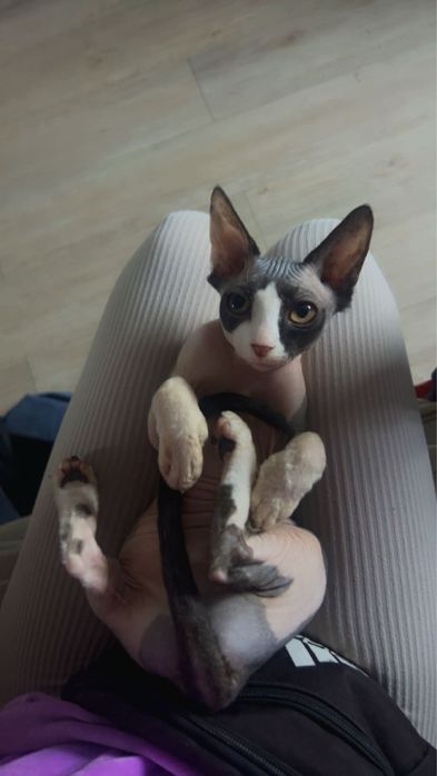 Kotka sfinks - czarno-biała piekność juz do odbioru !