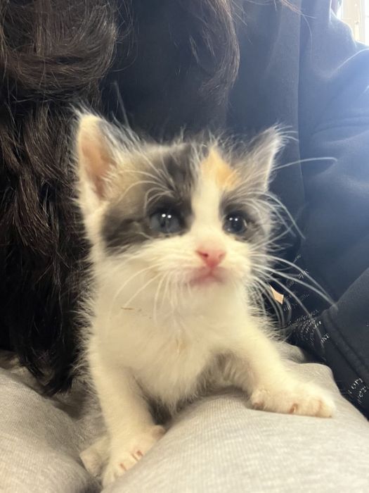 Кошеня ДІВЧИНКА котенок Малишка 1,5 місяці
