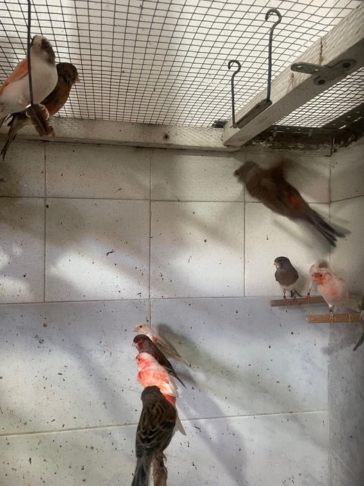 Canários Arlequim Português de 2025