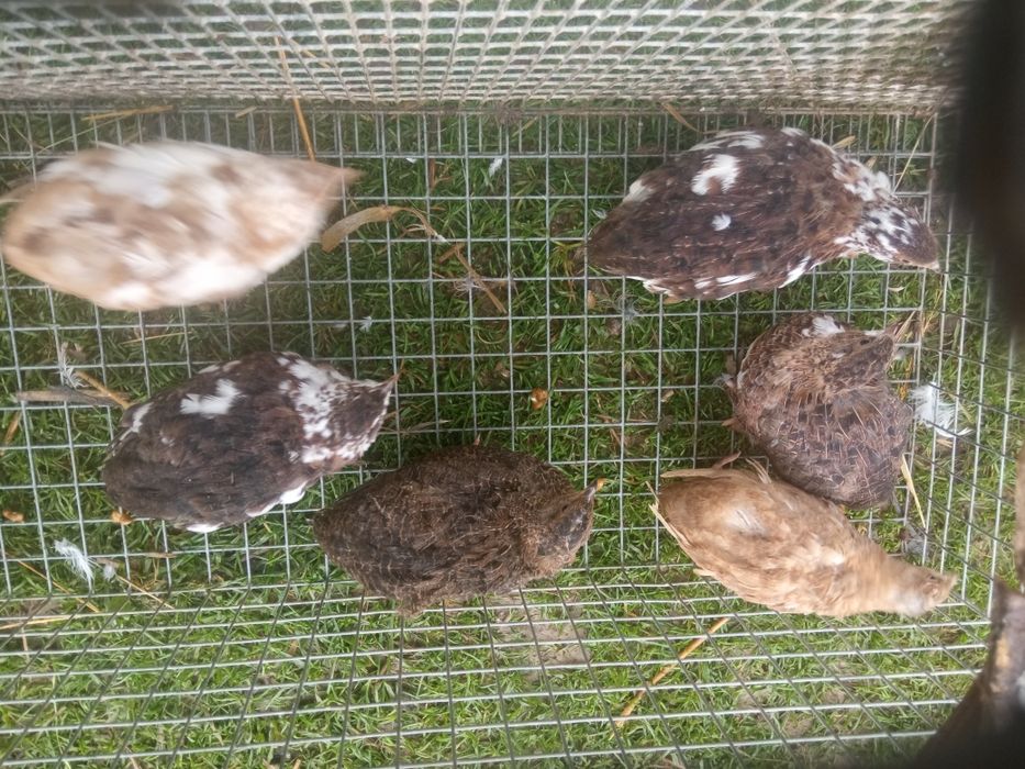 Przepiórki japońskie 20 sztuk