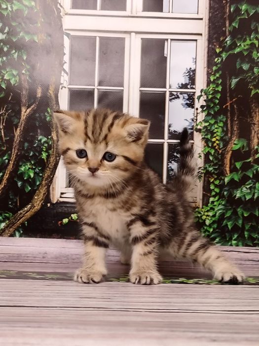 Мармуровий котик. Шотландський кіт