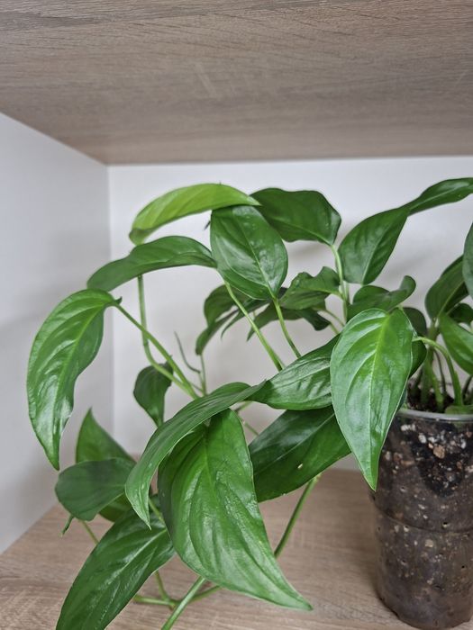 Monstera Obliqua Colombian Form