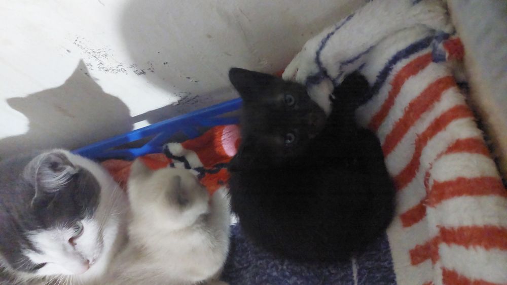 gatinhos para adoção