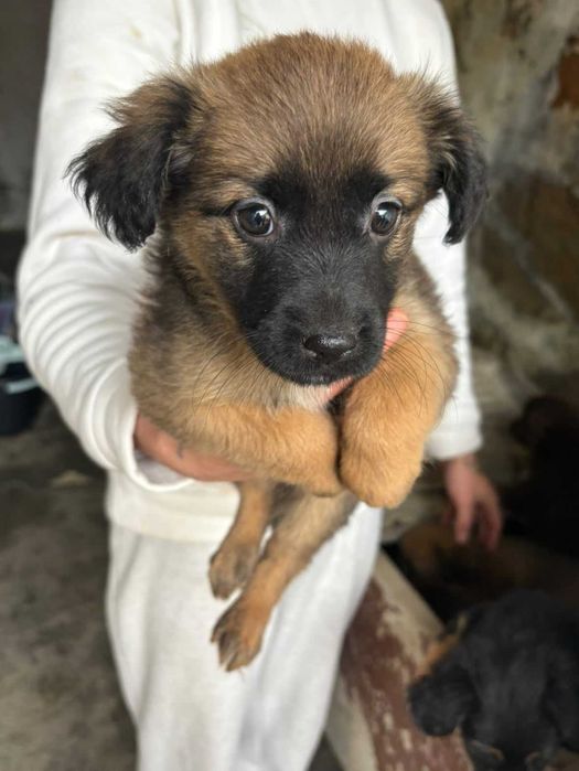 9 Meninas Para Adoção