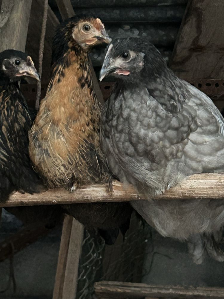 Galinhas Poedeiras cinzentas e coloridas frangas