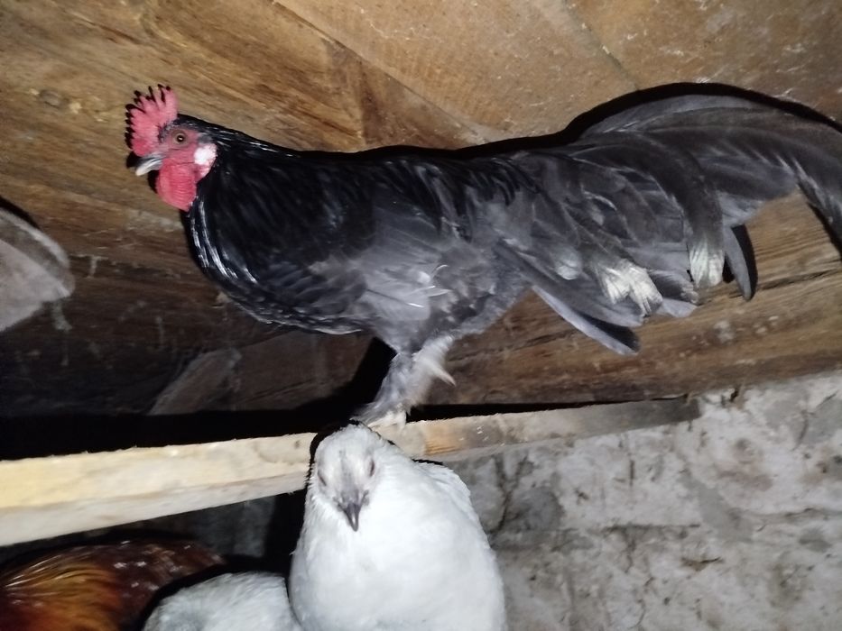 Kogut karzełek tegoroczny