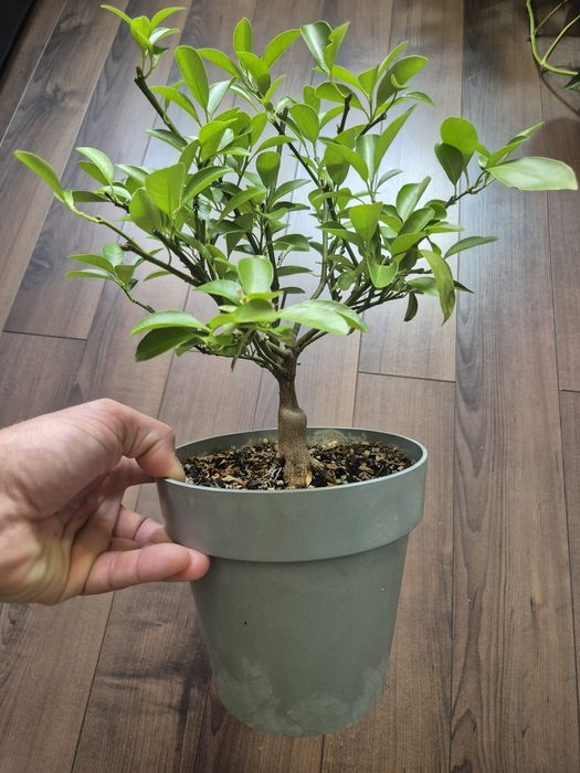 Cytrus Kalamondyna drzewko