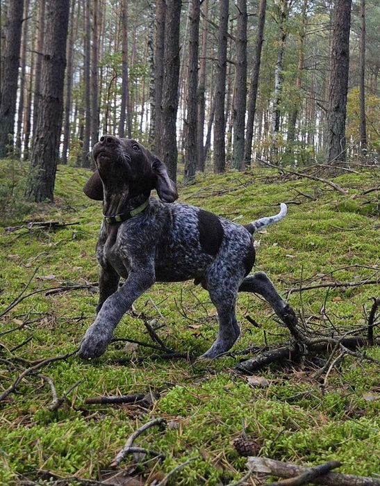 Wyżeł niemiecki krótkowłosy po polujacych rodzicach!