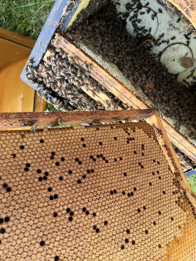 Odklady pszczele , rodziny pszczele