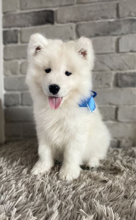 Samoyed, szczeniak, piesek, ZKwP