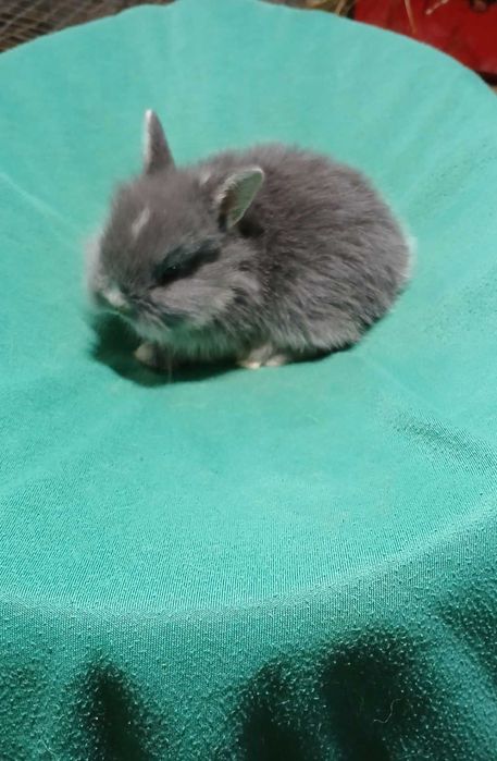 Декоративний кролик, карликовий кролик.