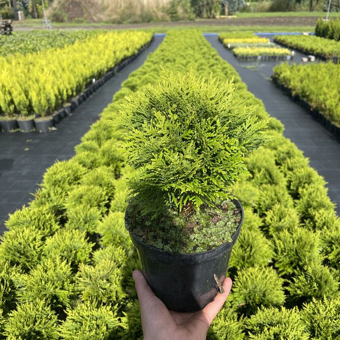 Żywotnik zachodni ' Danica ' - Thuja Danica
