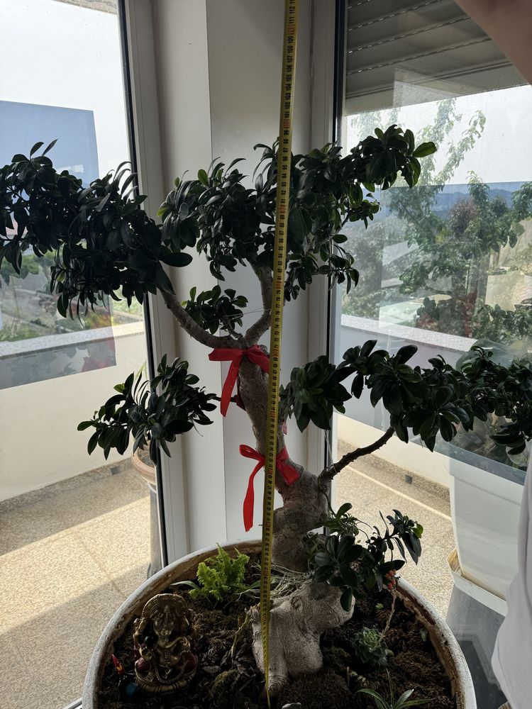 Plantas bonzai ficus