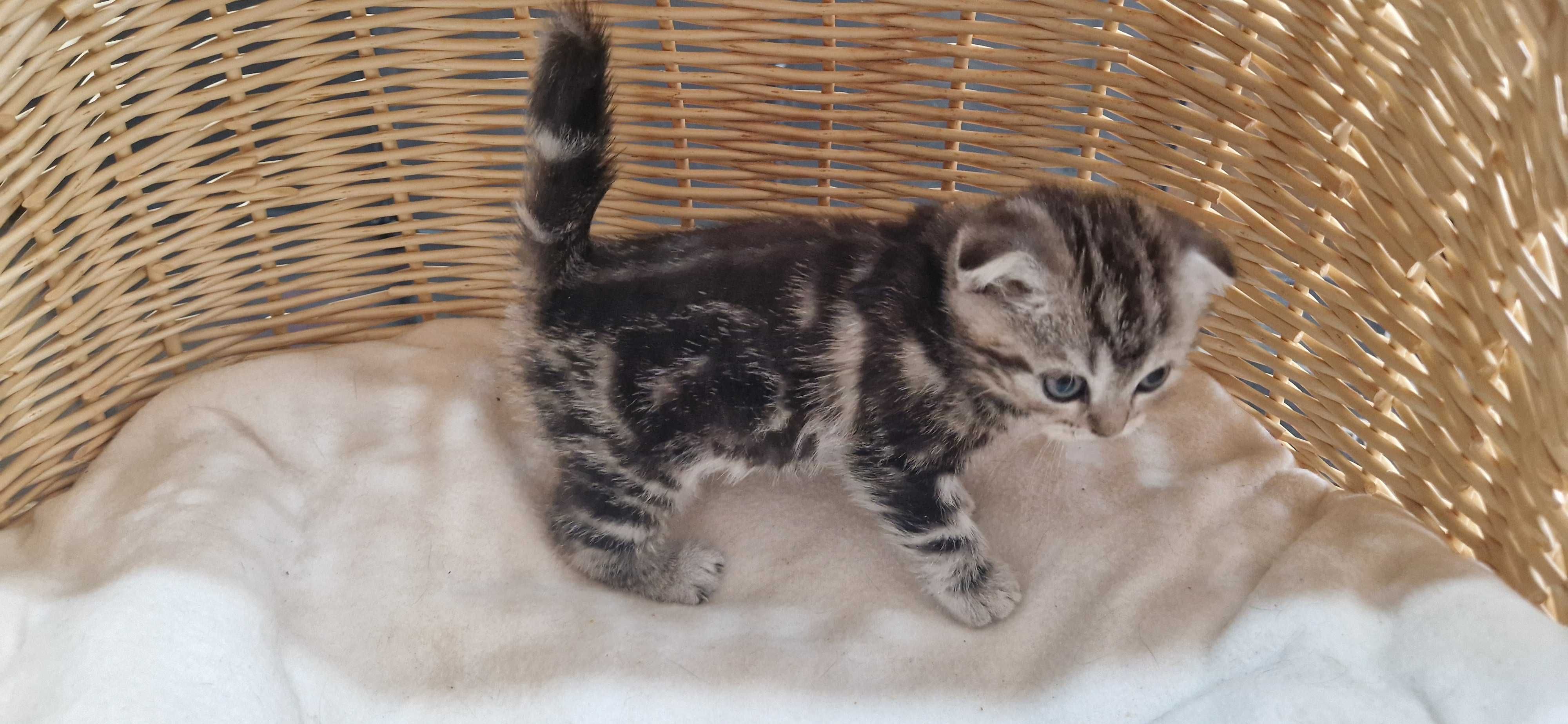 Kotka Szkocka zwisłoucha Silver Tabby