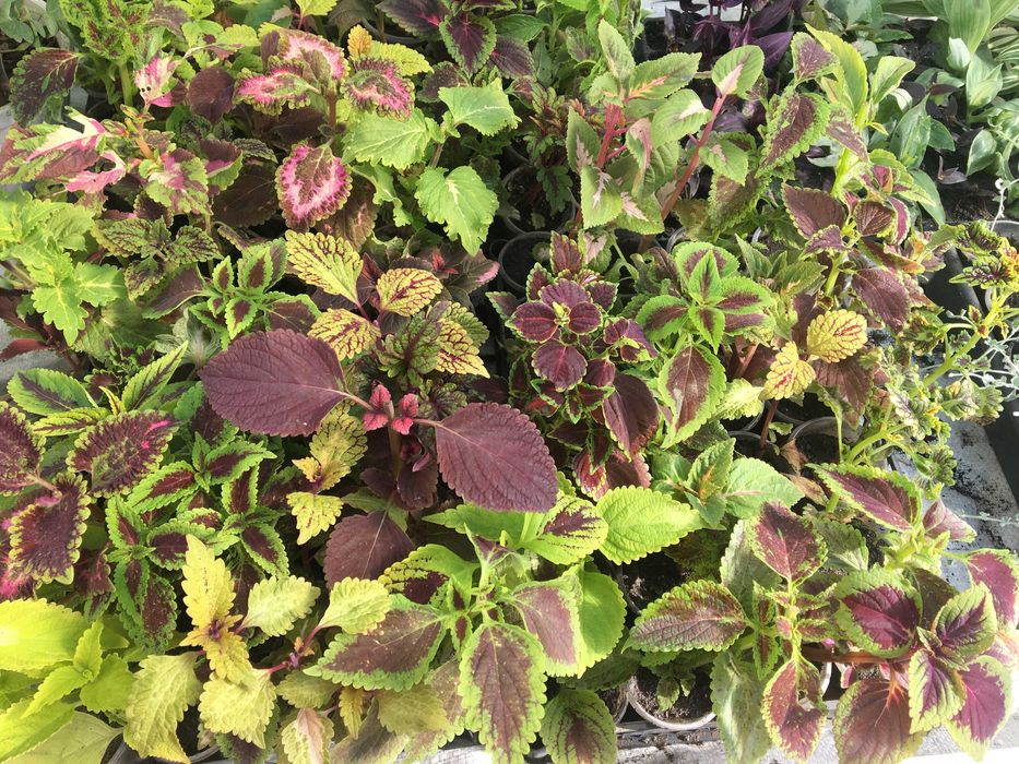 Колеус голландская серия стакан 180 грамм, на выбор