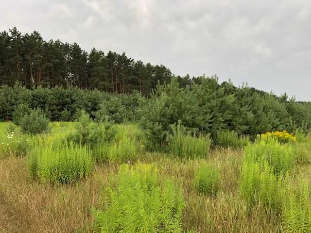 Зем. ділянка 0,27 Га поряд із лісом