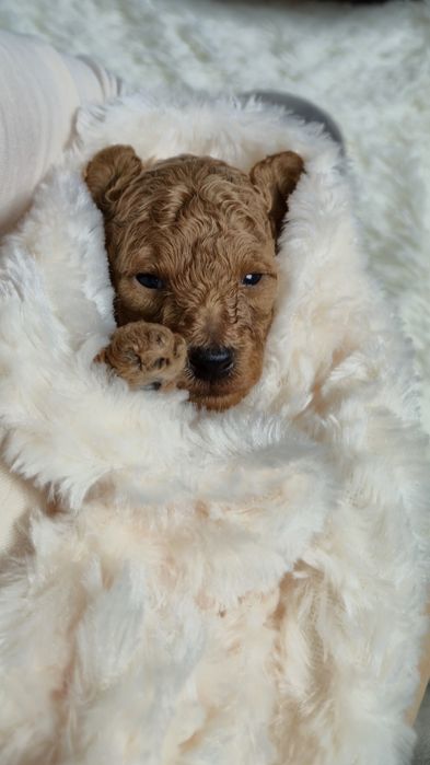 Cudowny chłopczyk Pudel Toy Red - Rodzice przebadani genetycznie