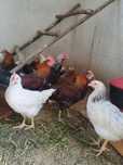 Sprzedam młode koguty – mix Leghorn / Rossa / Sussex
