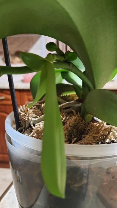 Орхідея Дикий кіт з діткою