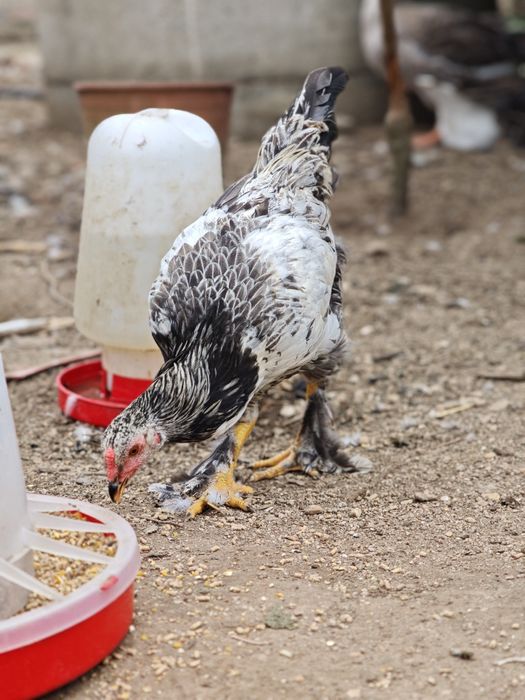 Casal x brahmas jovem