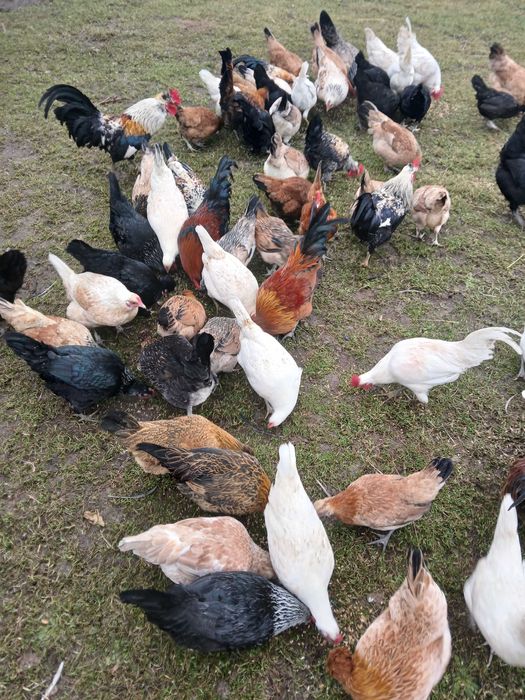 Koguty liliput japonek kogut