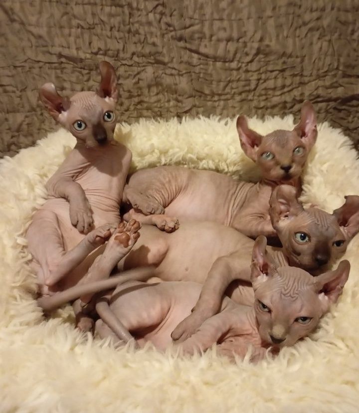 Ельфики хлопчики