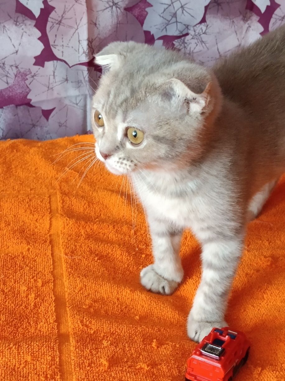 Потішний хлопчик вільний