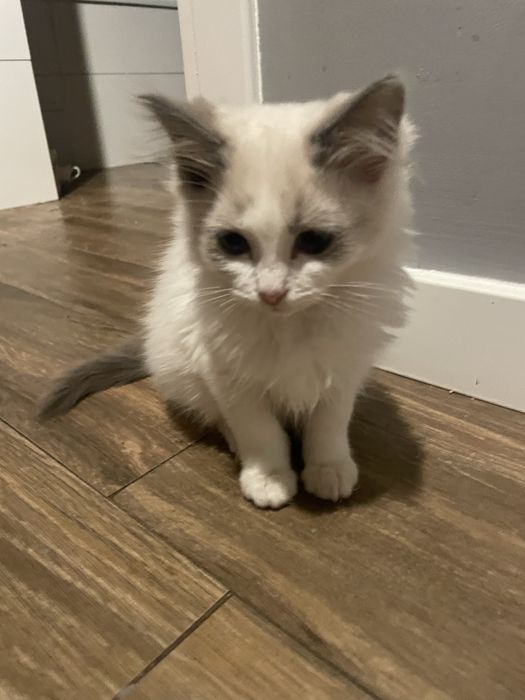 Ragdoll koteczka kocurek kot gotowe do odbioru