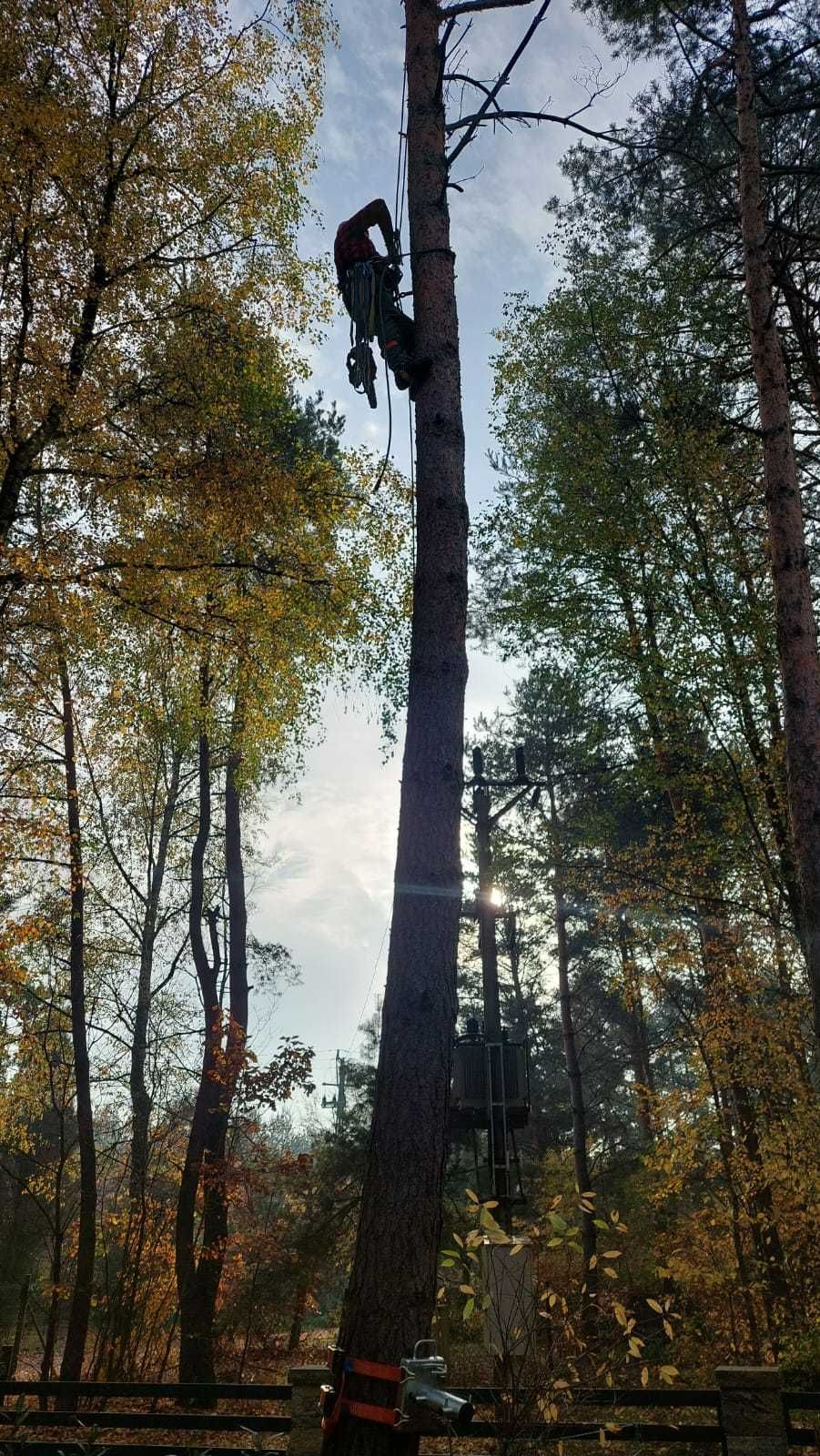 Drwal, arborysta, wycinka, ścinka, przycinanie drzew