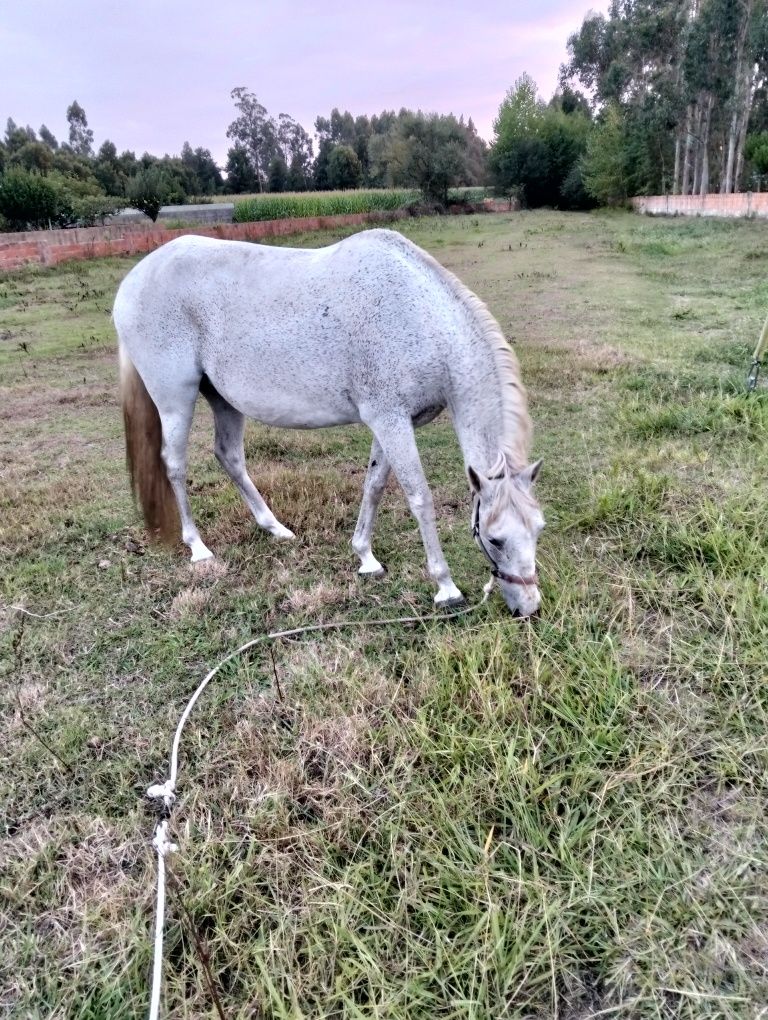 Vendo égua cheia