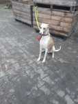 Chart Angielski Whippet