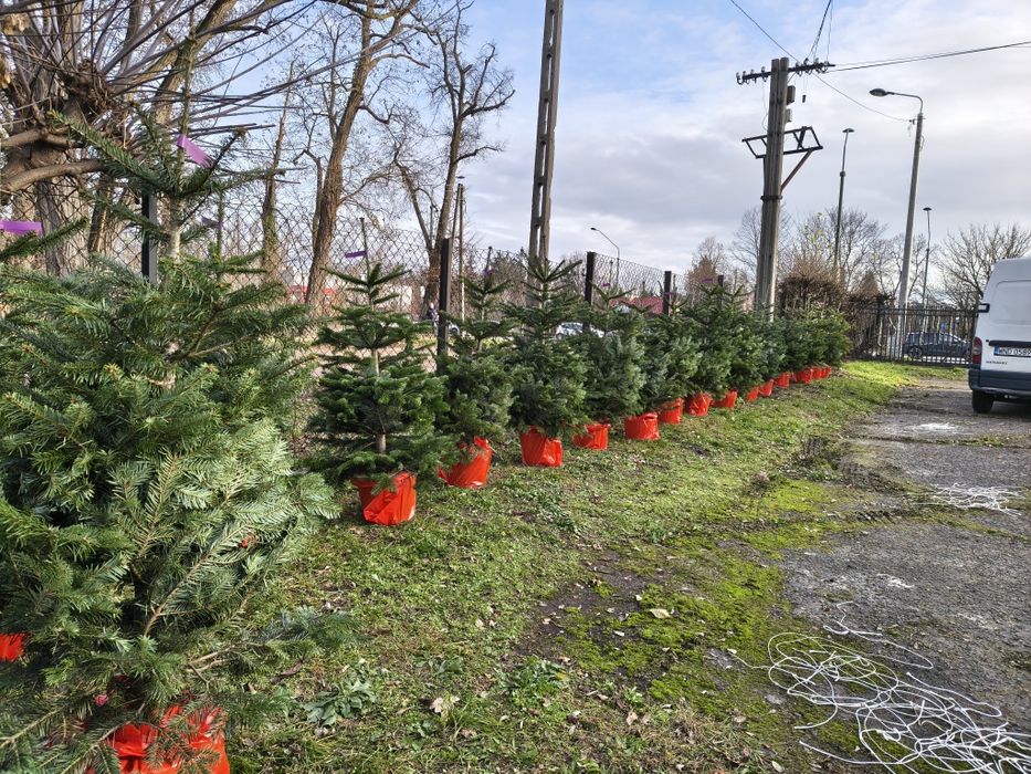 Choinki jodły w doniczce 150cm dostawa Puławska 416