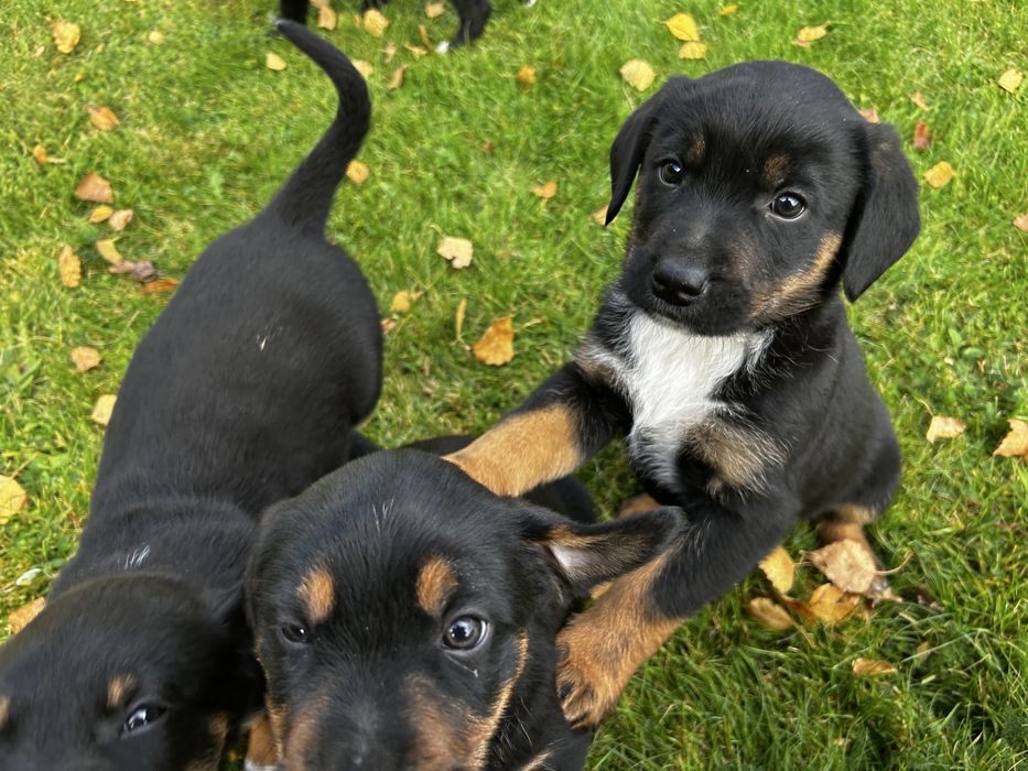 Szczeniaki Polski Gończy