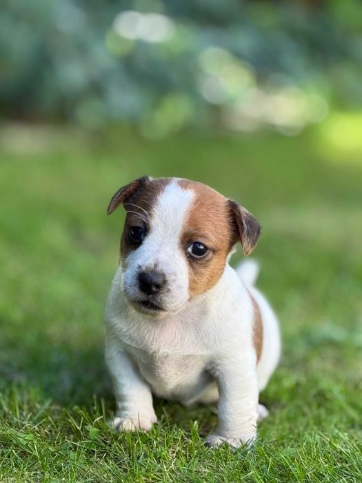Jack Russell Terrier SUCZKA od# Smartie Jacks# RODZICE FCI/ ZKwP