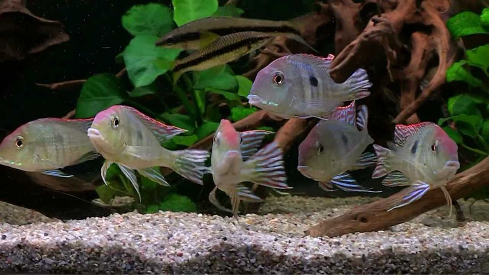 Геофагус Красноголовый Тапажос Tapajos Red Head