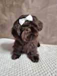 Przepiękny piesek Shih-Tzu komplet szczepień gotowy do odbioru
