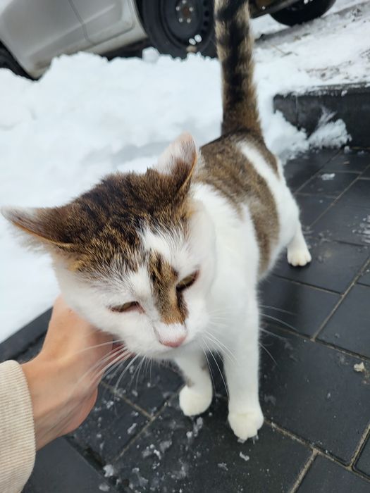 Cudowny młody kot szuka cudownego domu