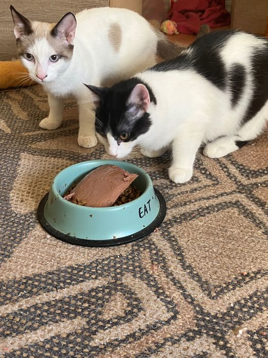 Gatinhos de 4 meses procuram novo lar