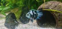 Pielegnica Papuzia Blue Tiger