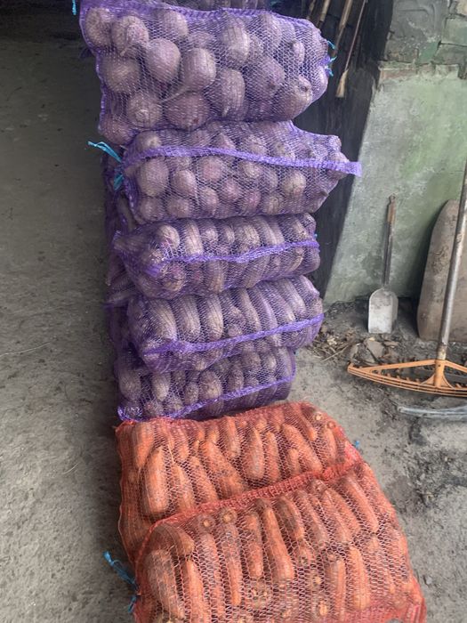 Продам моркву,буряк,капусту