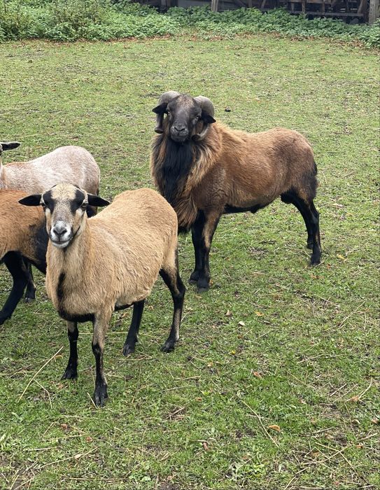 Baran tryk kamerun owca kameruńska młody