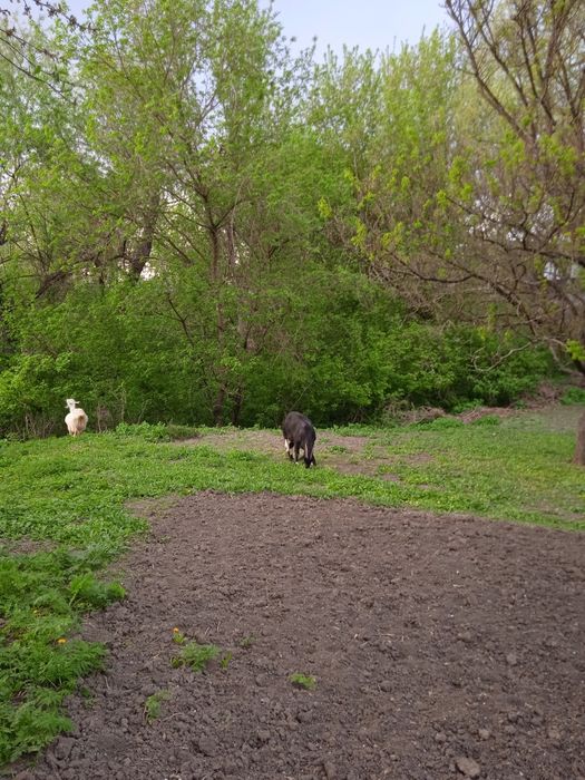 Продам козу молоду 1 рік  недорого.