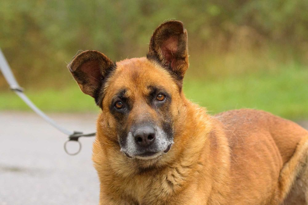 Wspaniały duży rudy pies - Lord marzy o kochającym domu